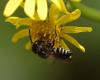 Coelioxys sp.